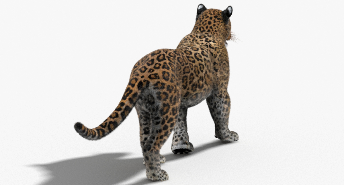 Animated Furry Big Cats 3D Model  - 54