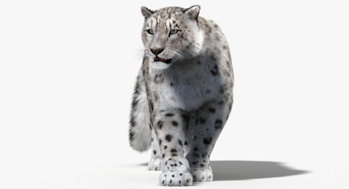 Animated Furry Big Cats 3D Model  - 70