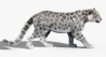 Big Cats: Animated Furry Big Cats 3D Model for Download - 409$ 