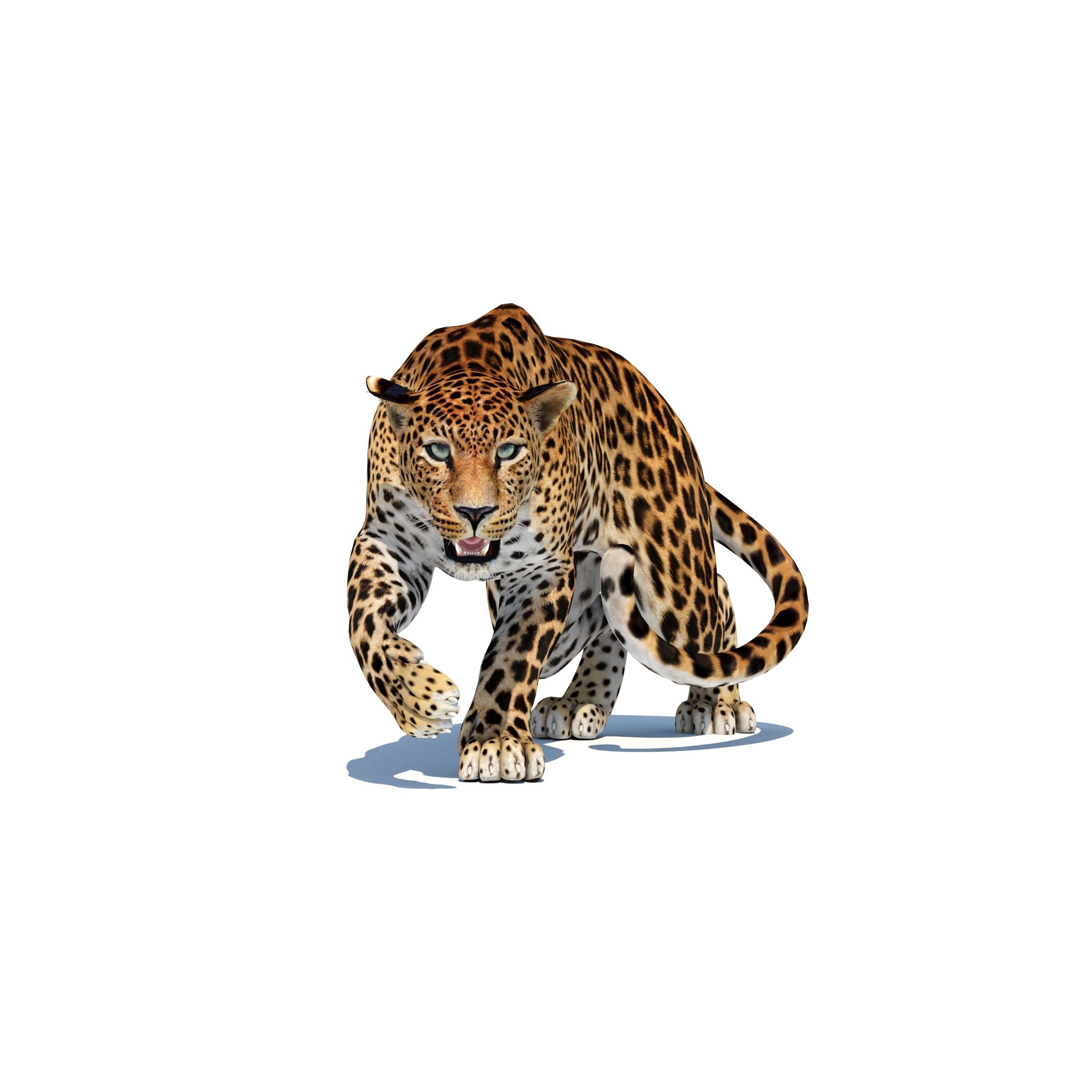 Rigged Sri Lankan Leopard 3D Model