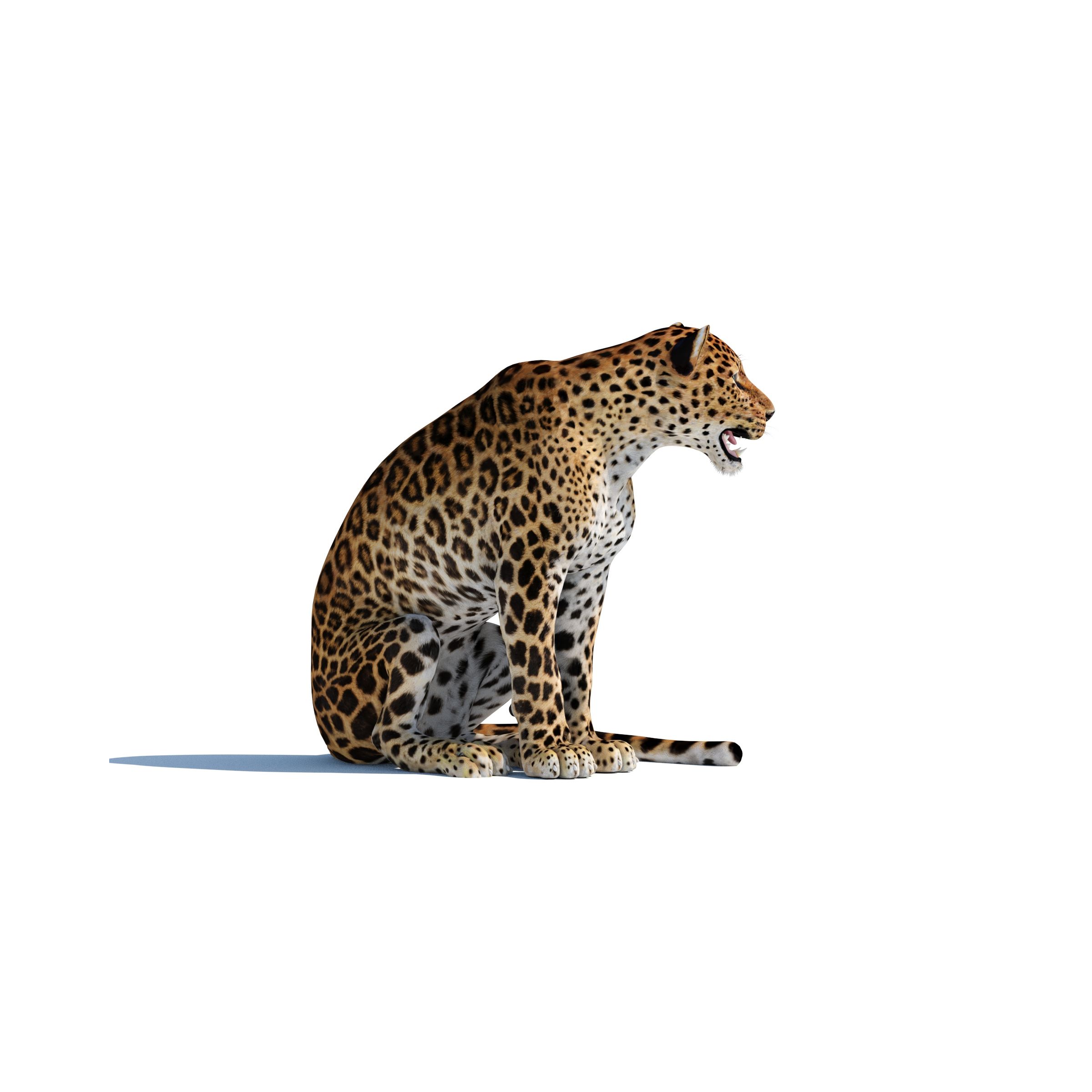 Rigged Sri Lankan Leopard 3D Model