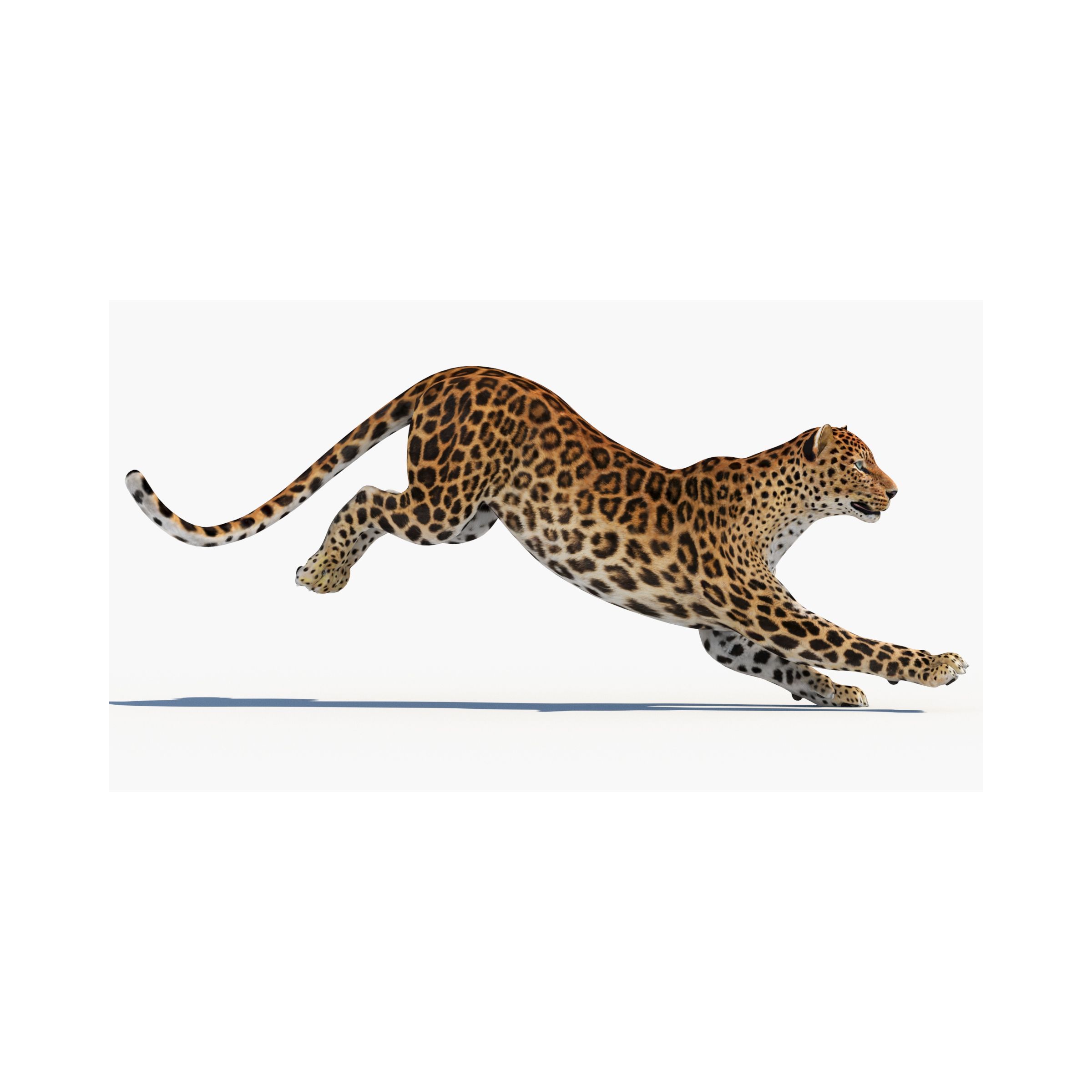Rigged Leopard: Rigged Sri Lankan Leopard 3D Model for Download - 229$ 