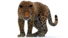 Animated Leopard: Leopard Animated Fur 3D Model for Download - 179$ 