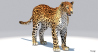 Leopard: Amur Leopard 3D Model for Download - 199$ 
