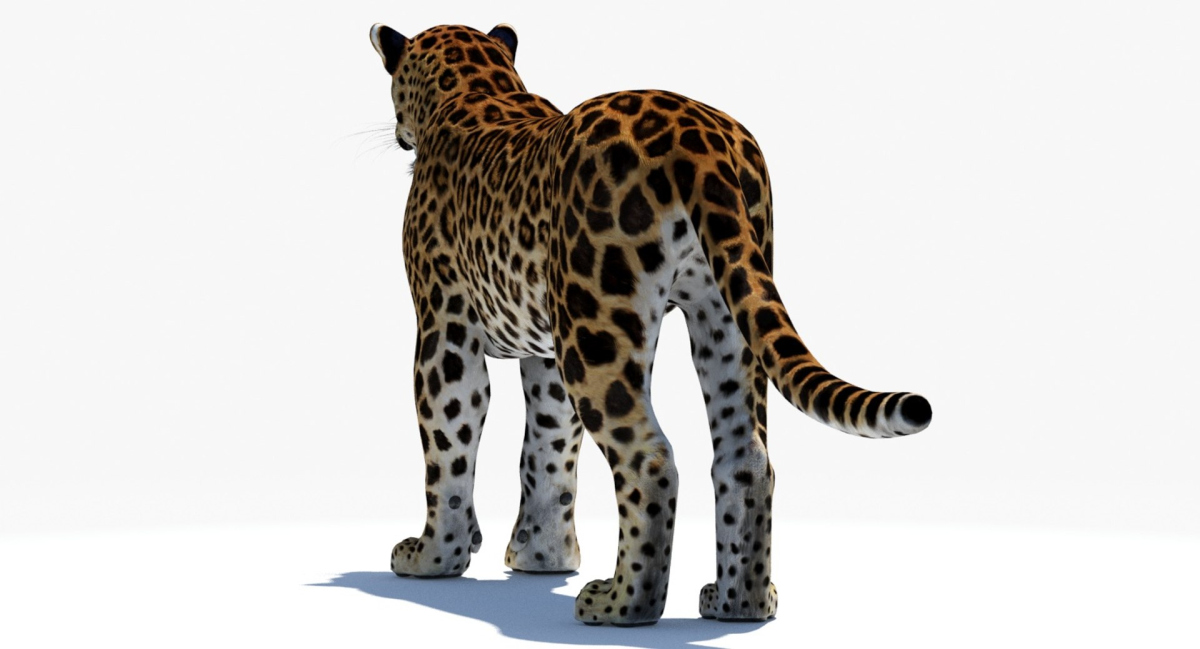 Amur Leopard 3D Model