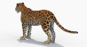 Leopard: Sri Lankan Leopard 3D Model for Download - 179$ 
