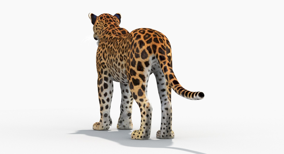 Sri Lankan Leopard 3D Model  - 7