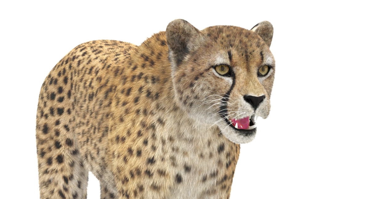 Cheetah Furry 3D Model  - 13