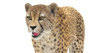 Cheetah: Cheetah Furry 3D Model for Download - 129$ 