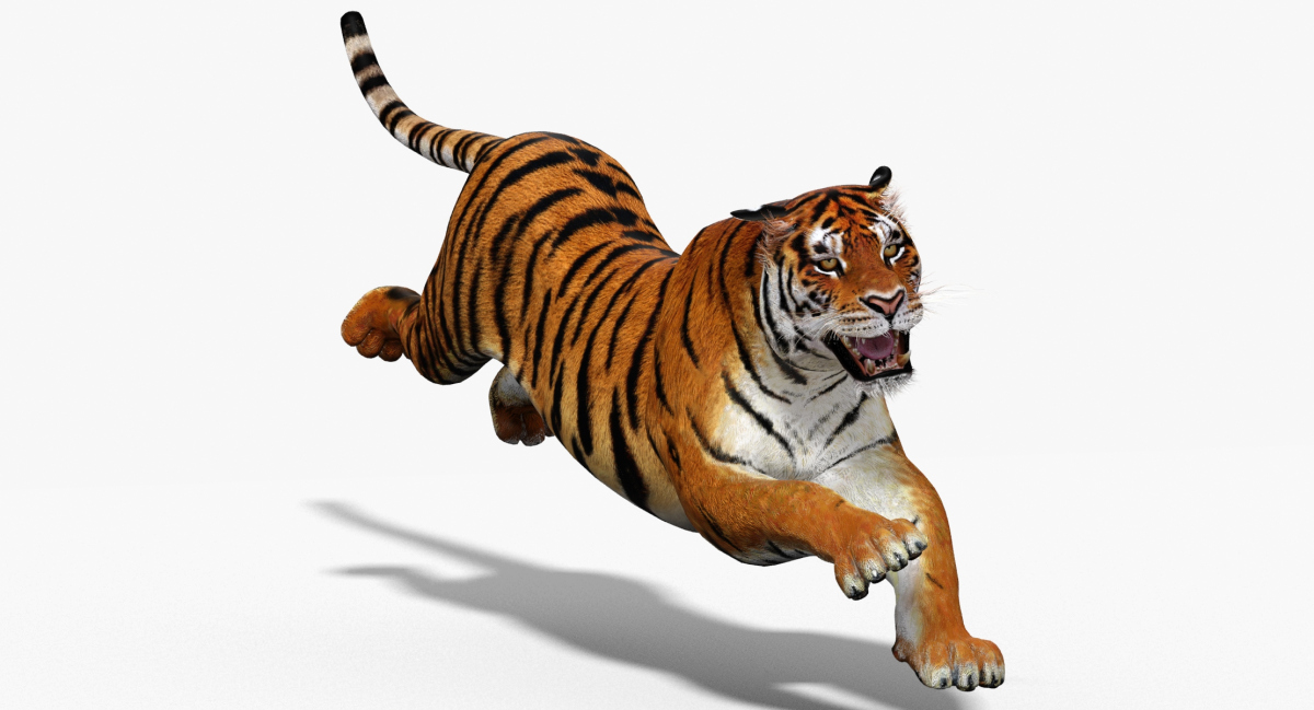 Big Cats Animated 3d Model  - 6