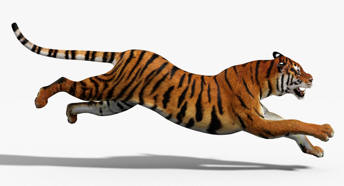 Big Cats Animated 3d Model  - 11