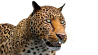 Animated Leopard: Leopard 3d Model Animated for Download - 99$ 