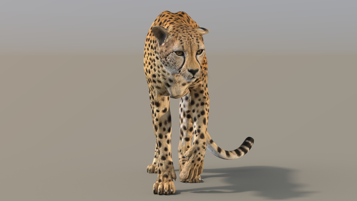 Rigged Cheetah 3D Model  - 3