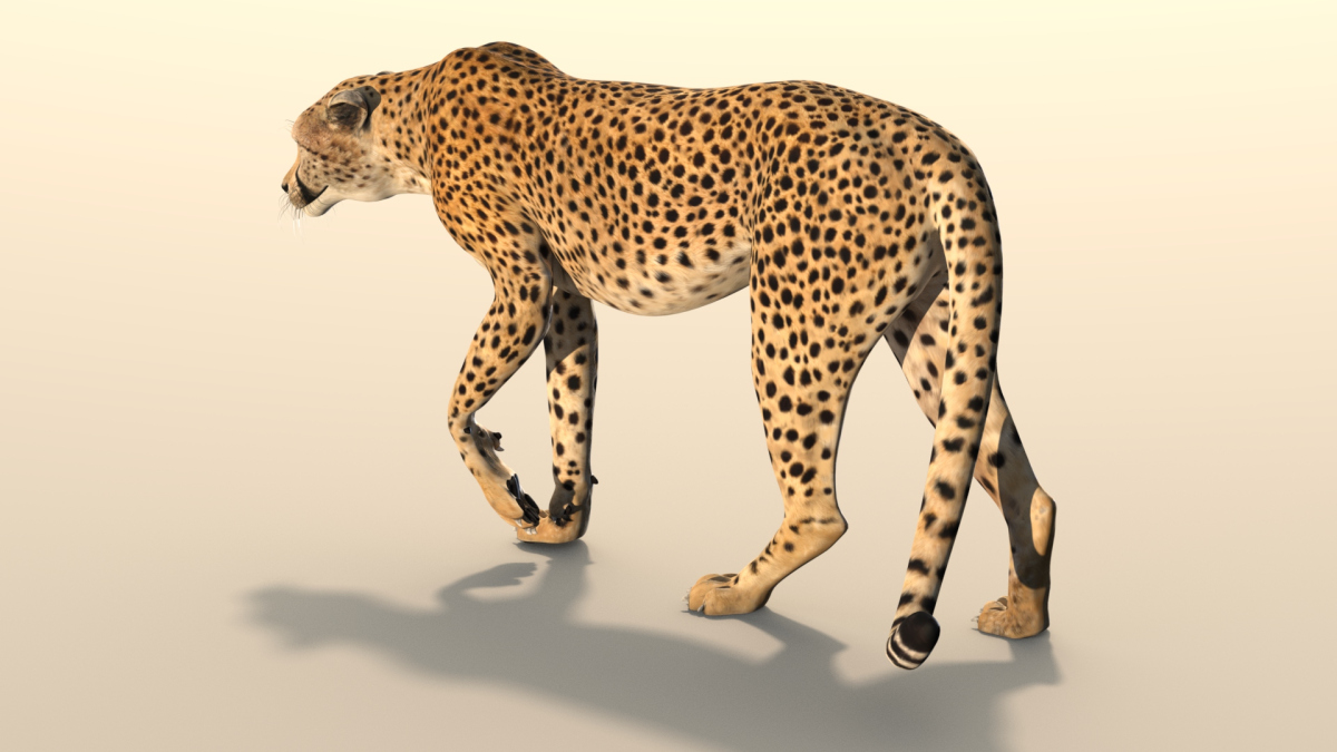 Rigged Cheetah 3D Model  - 6