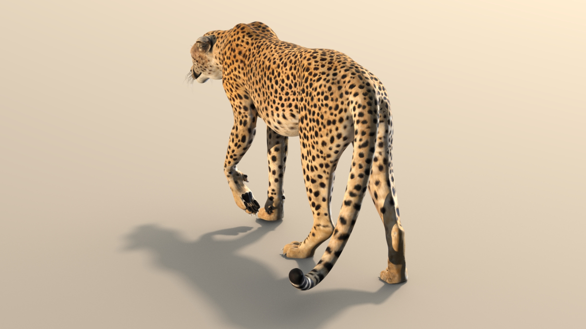 Rigged Cheetah 3D Model  - 7