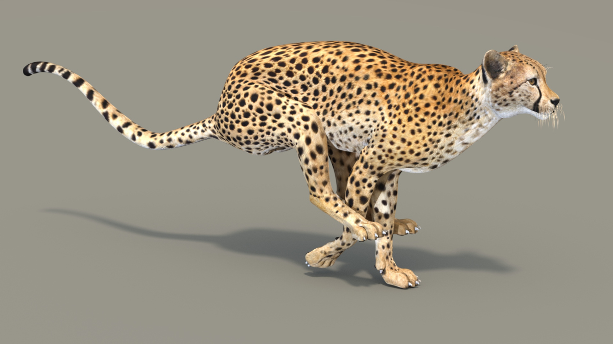 Rigged Cheetah 3D Model  - 8