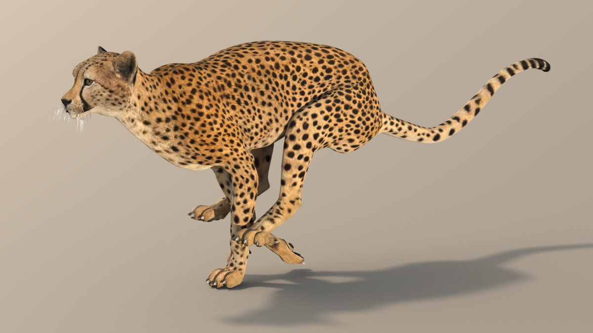 Rigged Cheetah 3D Model  - 9