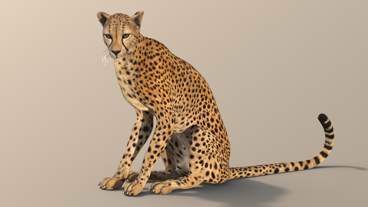 Rigged Cheetah 3D Model  - 11