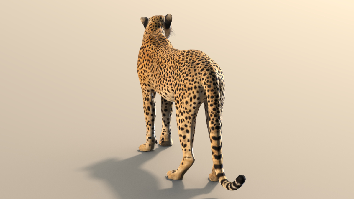 Rigged Cheetah 3D Model  - 12