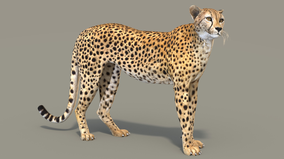Rigged Cheetah 3D Model  - 13