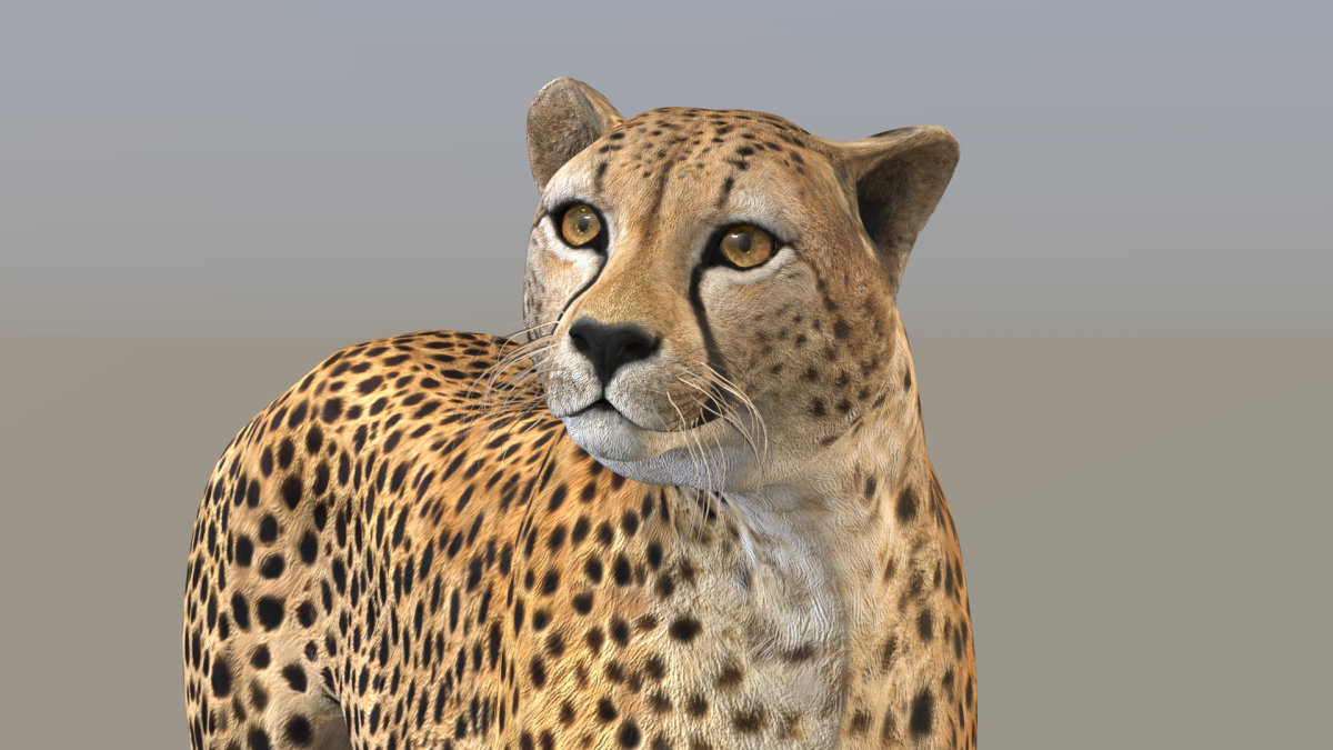 Rigged Cheetah 3D Model  - 14