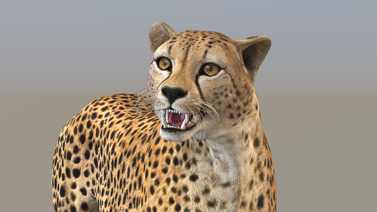 Rigged Cheetah 3D Model  - 16