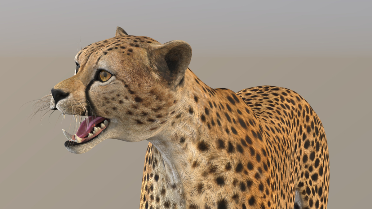 Rigged Cheetah 3D Model  - 18