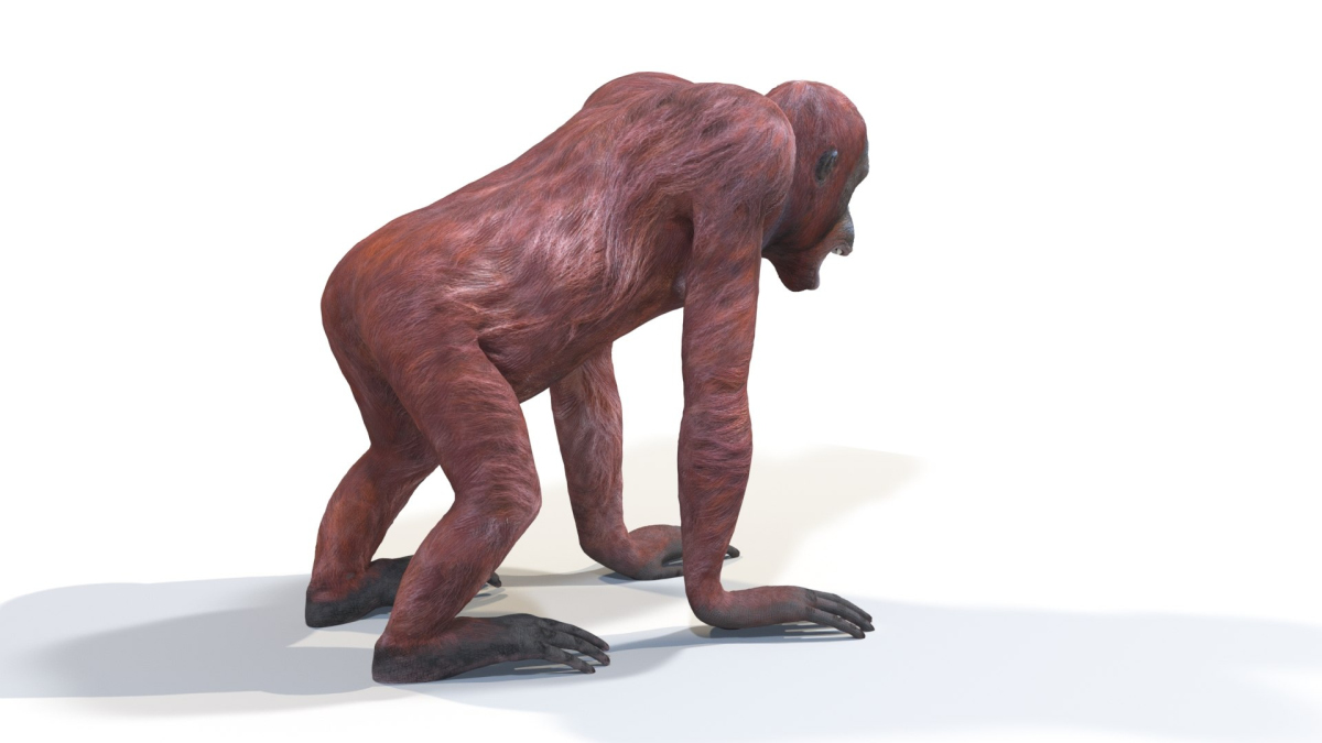 Rigged Female Orangutan 3D Model