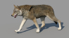 Wolf: Red Wolf 3d Model Animated for Download - 179$ 