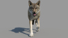 Wolf: Red Wolf 3d Model Animated for Download - 179$ 