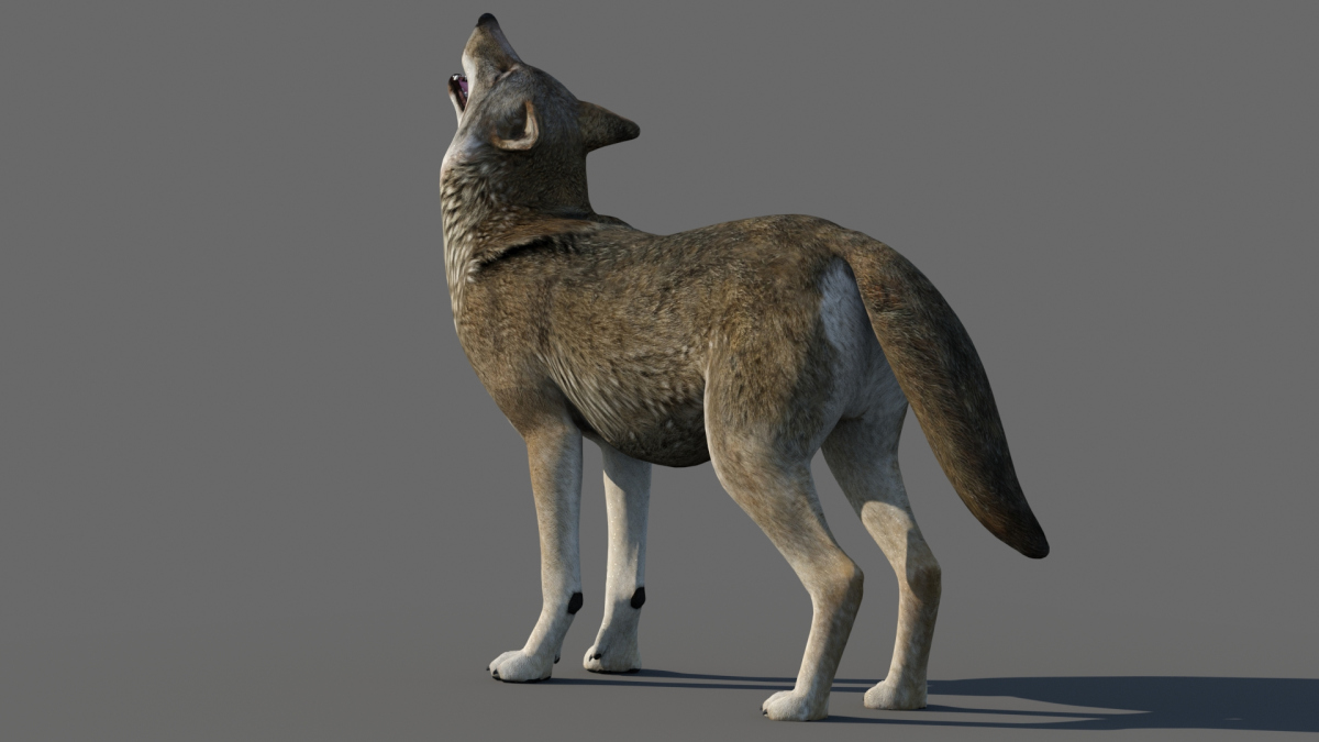 Red Wolf 3d Model Animated