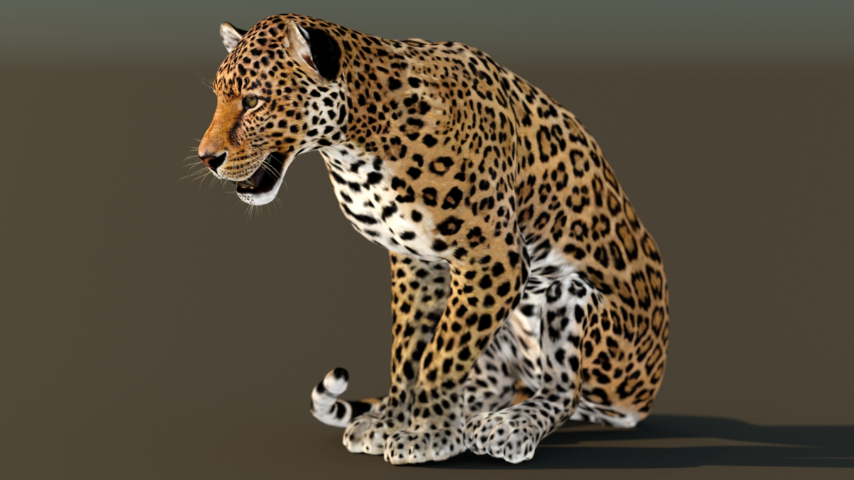 Leopard Animated 3D Model