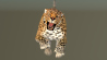 Animated Leopard: Leopard Animated 3D Model for Download - 199$ 