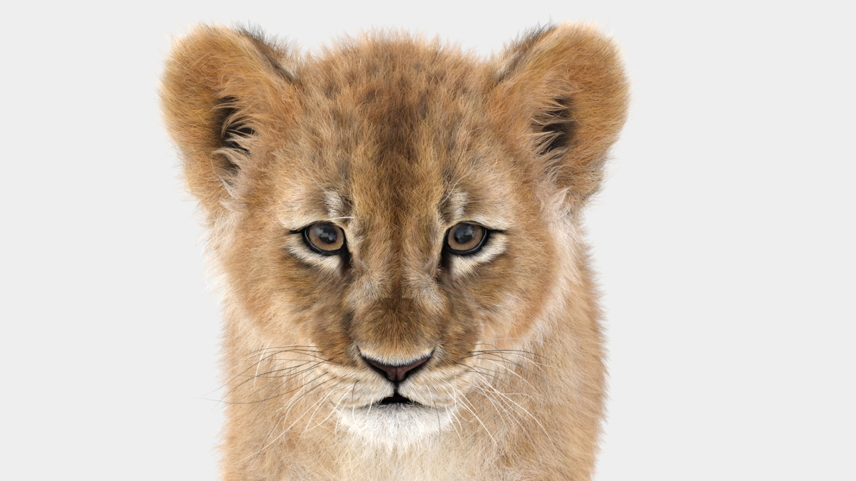 Animated Furry Lion Cub 3D Model