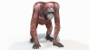Orangutan: Orangutan Female 3D model for Download - 139$ 