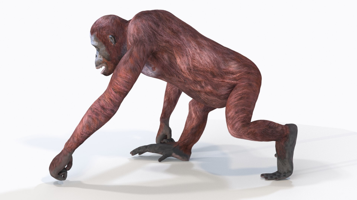 Animated Female Orangutan 3D Model