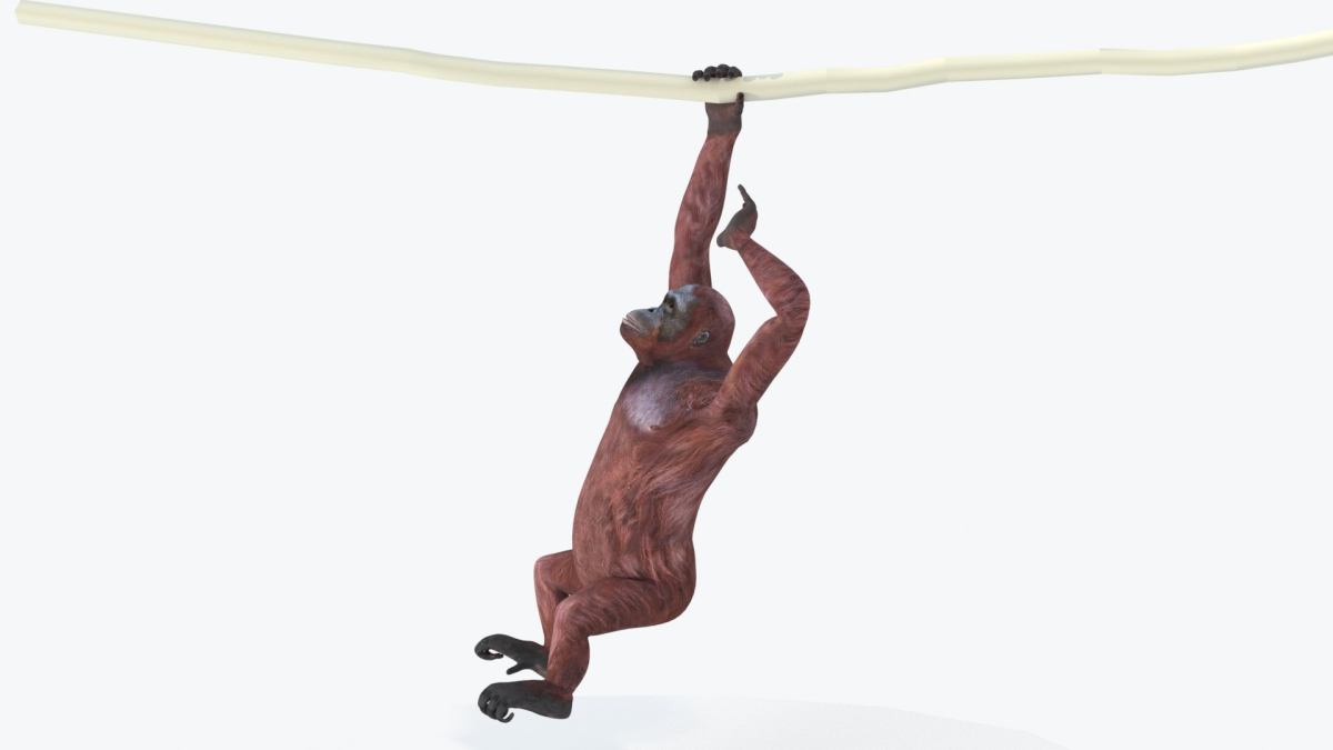 Animated Female Orangutan 3D Model