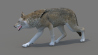 Wolf: Red Wolf 3d Model Rigged for Download - 149$ 