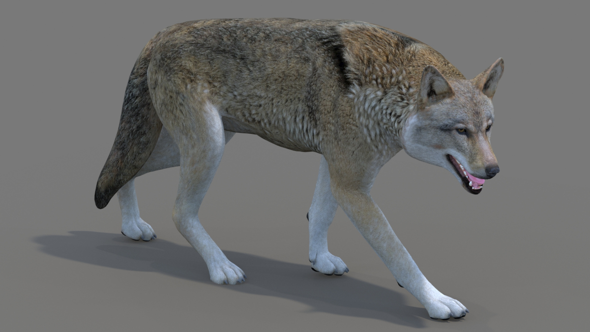 Red Wolf 3d Model Rigged