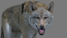 Wolf: Red Wolf 3d Model Rigged for Download - 149$ 