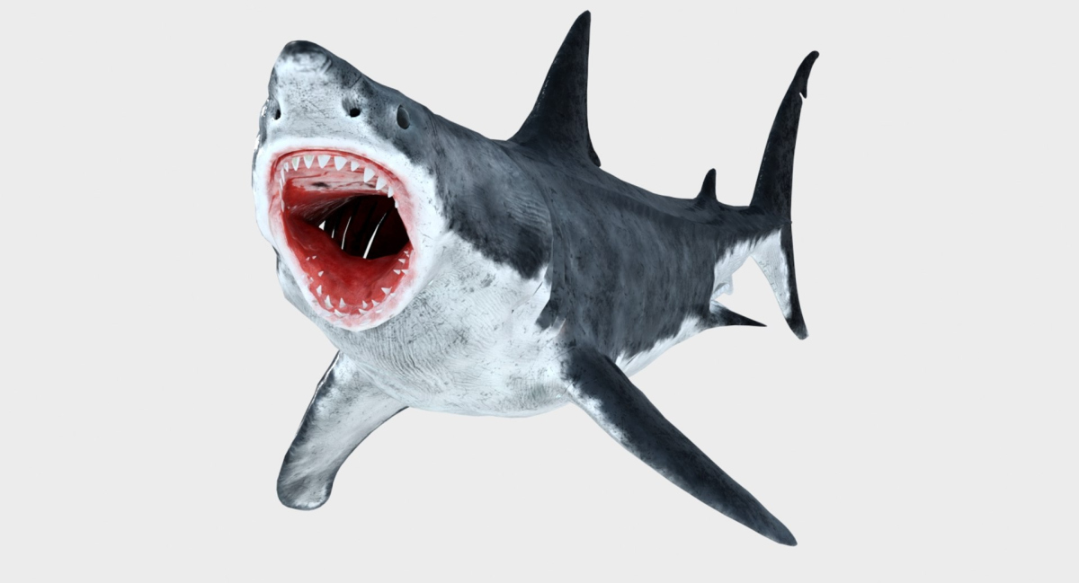 Animated Great White Shark 3D Model