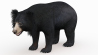 Sloth Bear: Sloth Bear 3D Model for Download - 129$ 