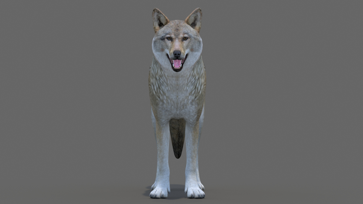 Red Wolf 3d Model