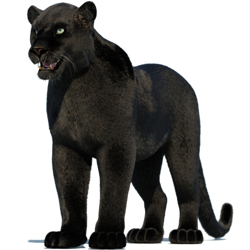 Black Panther Furry 3D Model  - 1
