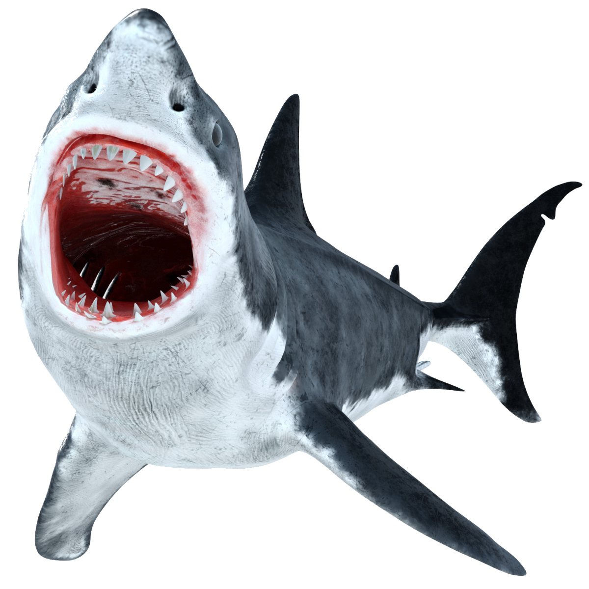 Rigged Great White Shark 3D Model  - 1