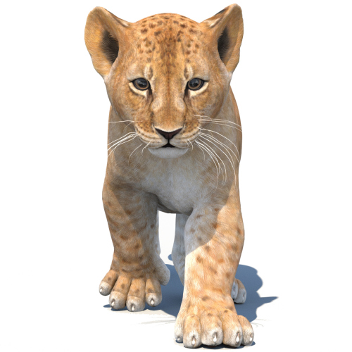 Animated Lion Cub 3D Model  - 1