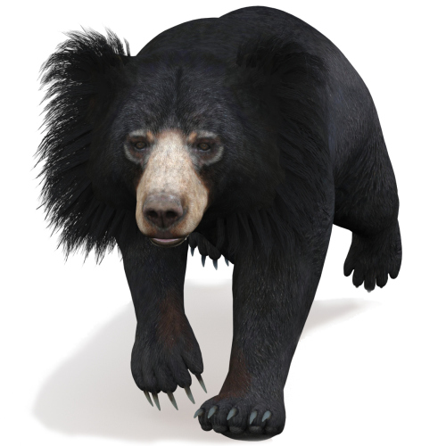 Sloth Bear 3D Model Animated  - 1