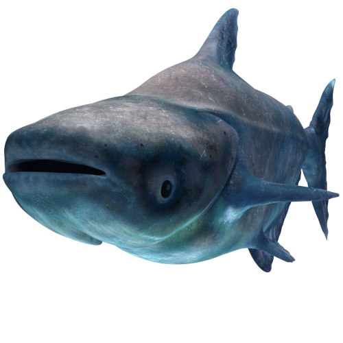Mekong Giant Catfish: Mekong Giant Catfish 3D Model for Download - 149$ 
