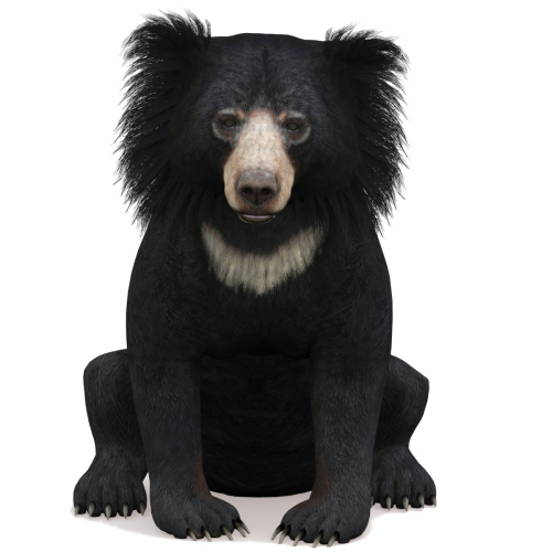 Sloth Bear: Sloth Bear 3d Model Rigged for Download - 149$ 