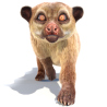Kinkajou: Kinkajou Furry 3D Model Animated for Download - 459$ 